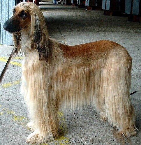 Afghan_Hound