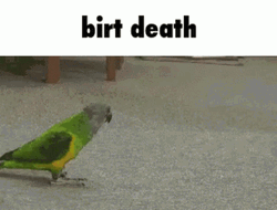 fake-bird-death-prank-sr3i8xpxkn0j2fzu