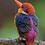 piet